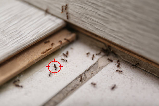 Best Pest Prevention Services  in Richland, GA
