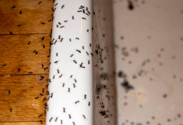 Best Rat Extermination Near Me  in Richland, GA