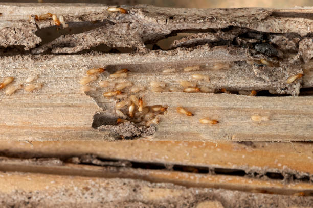 Best Termite Control Services  in Richland, GA